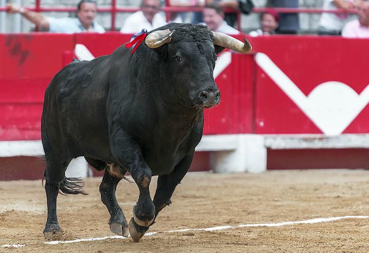 toro-corrida_pixabay