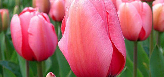 tulipani_campo_foto_wikipedia_2018