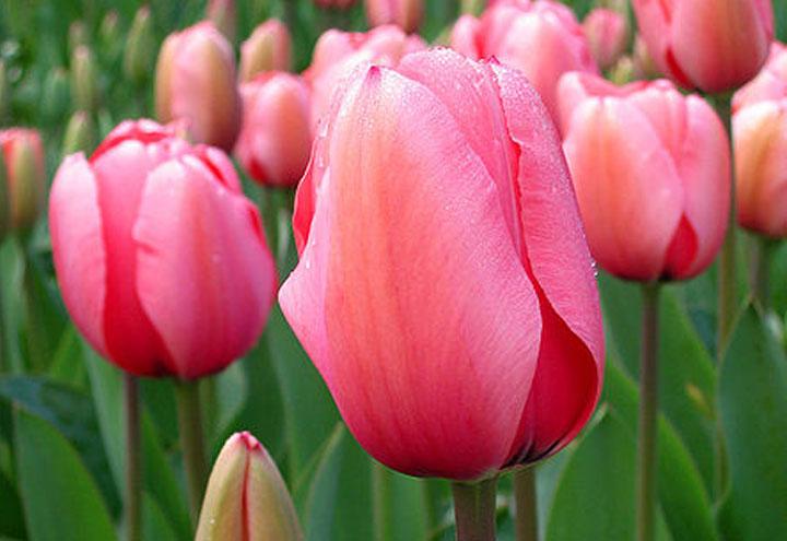 tulipani_campo_foto_wikipedia_2018