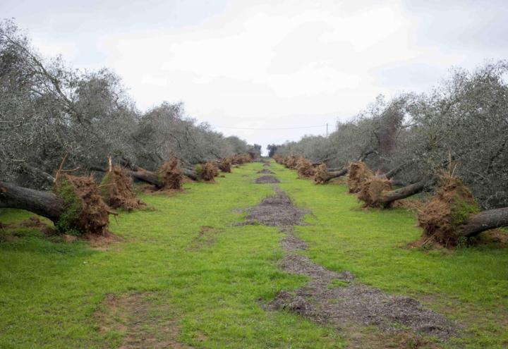 xylella_ulivi_salento_puglia_lapresse_2018