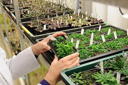 00_soave_apertura_Weigel_arabidopsis