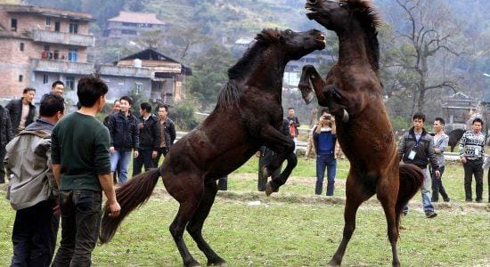 Cavallo_lotta