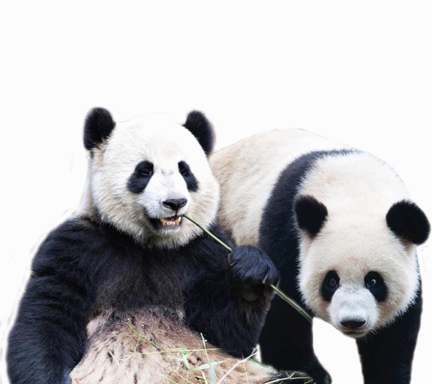 Panda_bambu