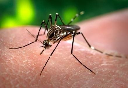 Zanzara_Aedes_aegyptiR439