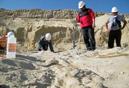 CIMITERO DELLE BALENE/ Cile: ecco perché l'incredibile presenza di fossili a Cerro Ballena