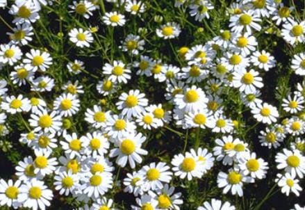 camomilla_fiori_r439