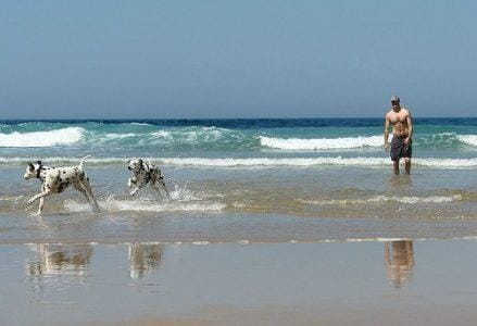 cani_spiaggia439