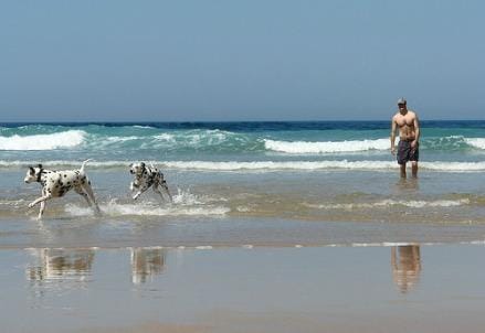 cani_spiaggia439