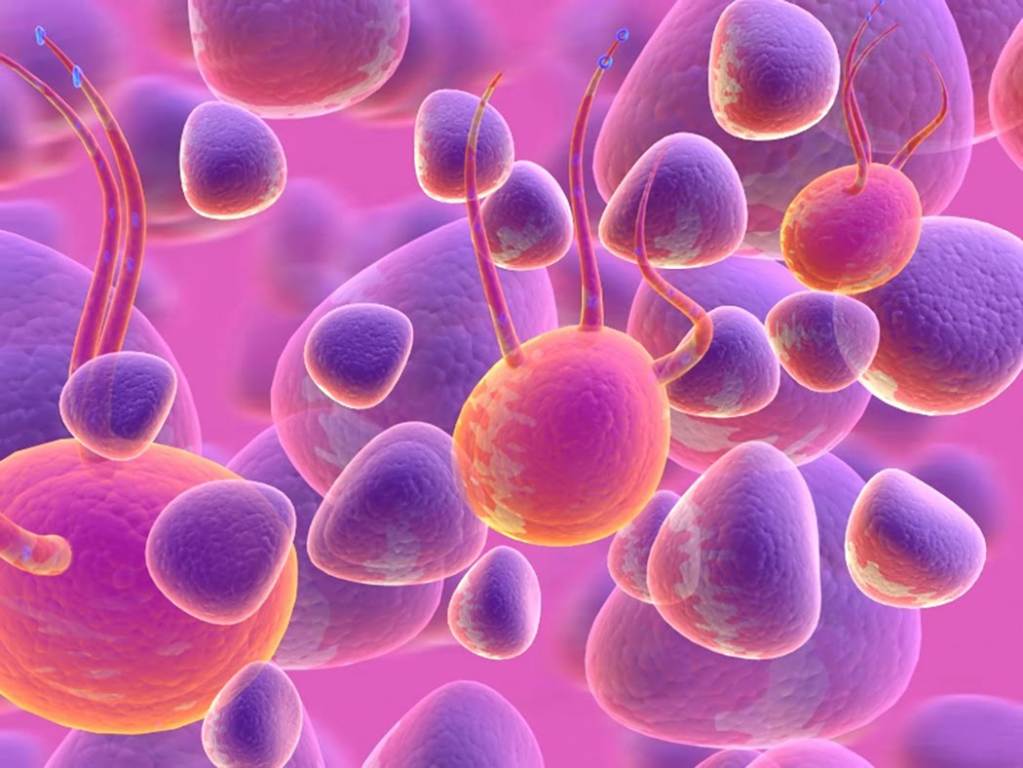 cellule_flagelli