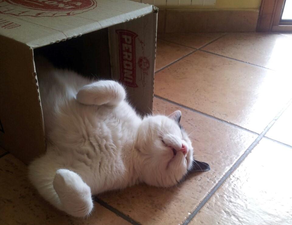 gatto_bianco