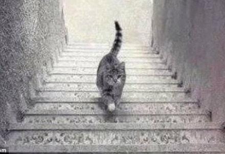 gatto_scale_R439
