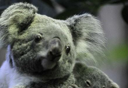 koala_r439