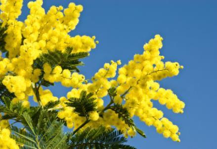 mimosa_facebook