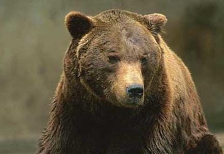 orso_zoomR439