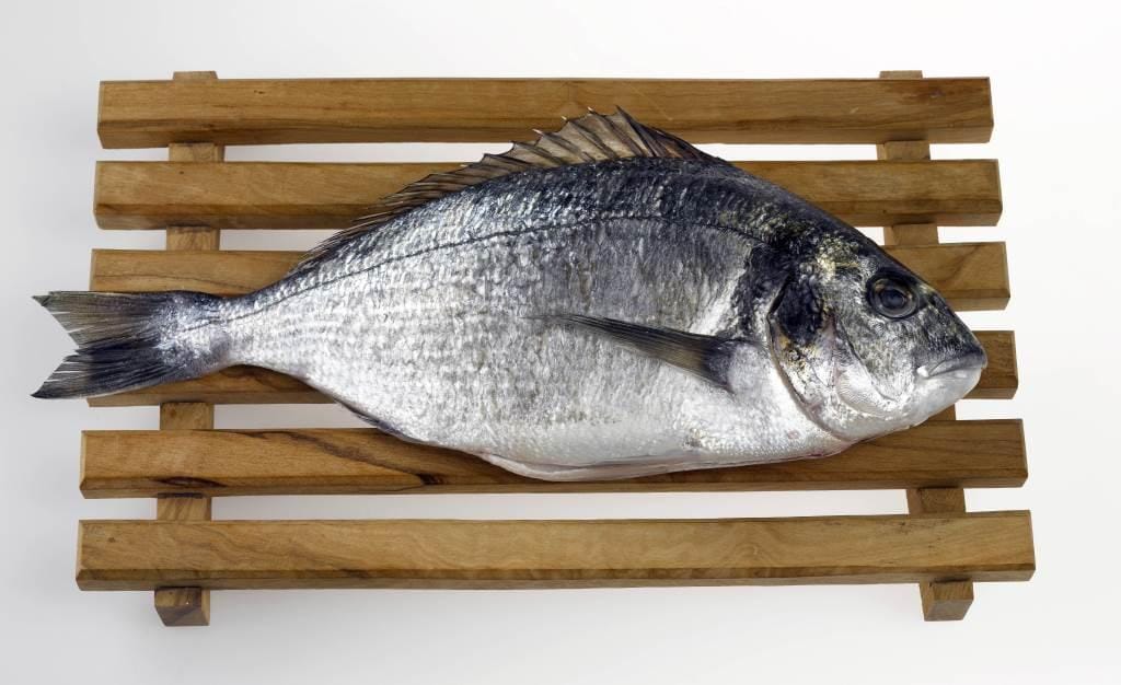 pesce-salmone