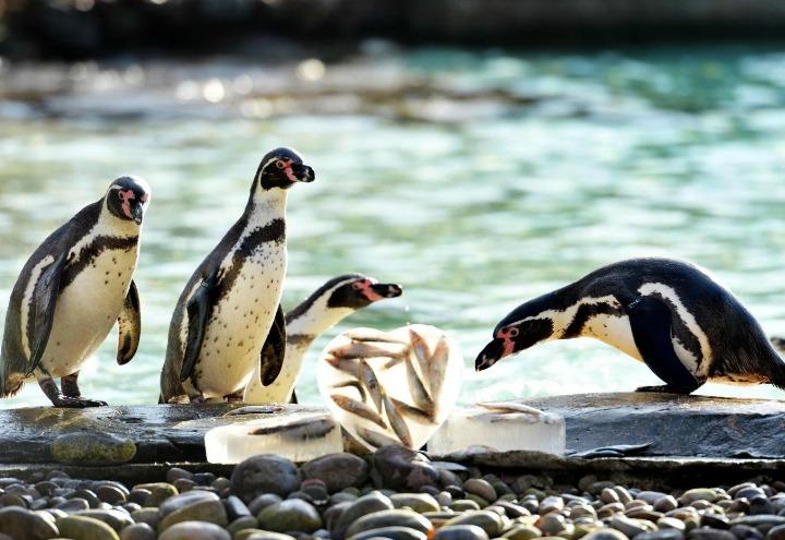 pinguini_amore_animali_lapresse_2017