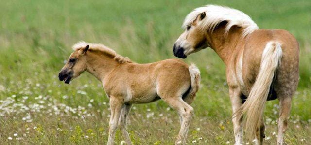 pony