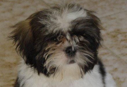 shih_tzu