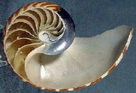 spiral