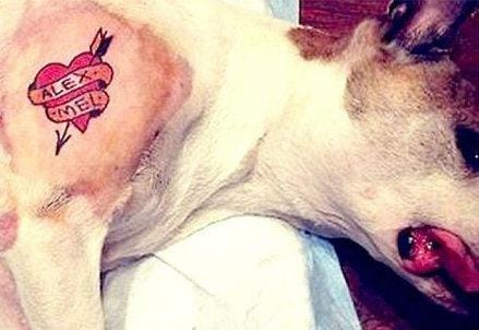 tatuaggio-cane_R439