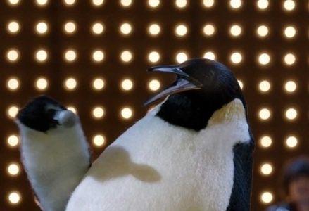 Pinguino_PinoR439