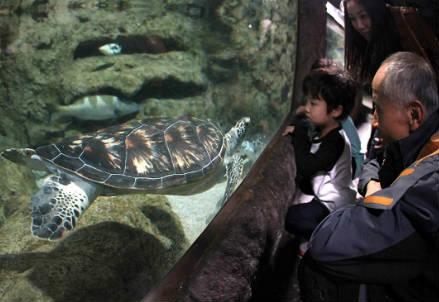 acquario_r439