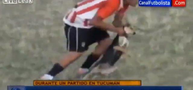 calcio_cane