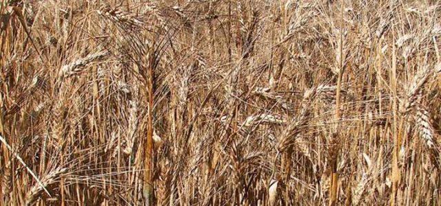 campo_grano_foto_wikipedia_2017