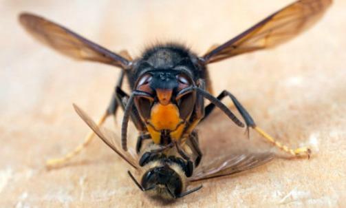 vespa_velutina