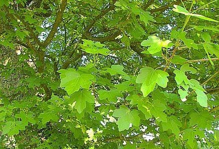 Bergamaschi_41_00_acero_439x302_ok