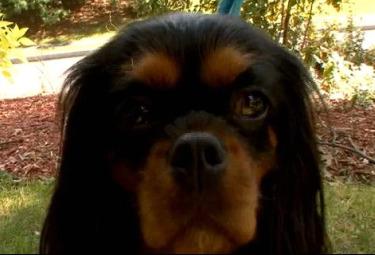 CAGNOLINAr375