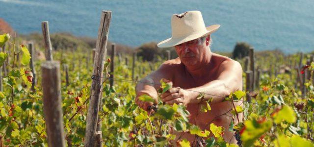 Roberto_Alpi_Uninsolita_Vendemmia