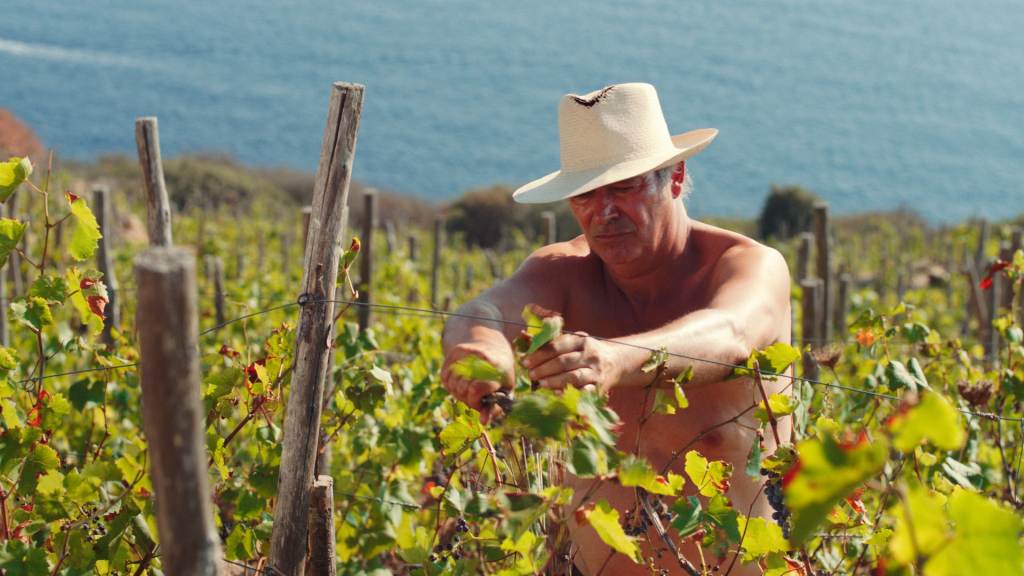 Roberto_Alpi_Uninsolita_Vendemmia