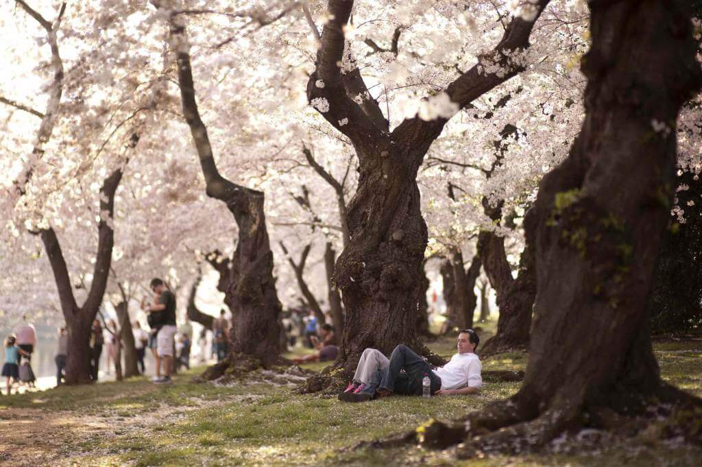alberi_in_fiore