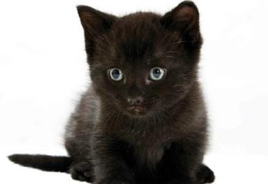 gatto_neror400