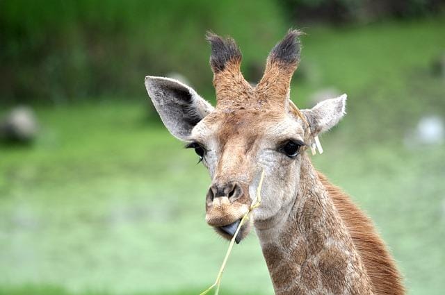giraffe-1285317_640