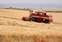 grano_FA1