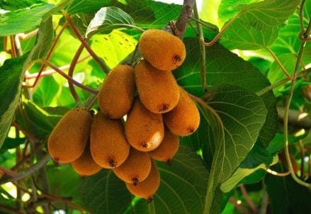 kiwi_r439
