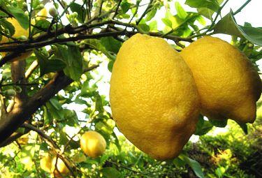 limoniR375