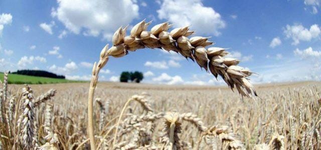 spiga_grano_sole