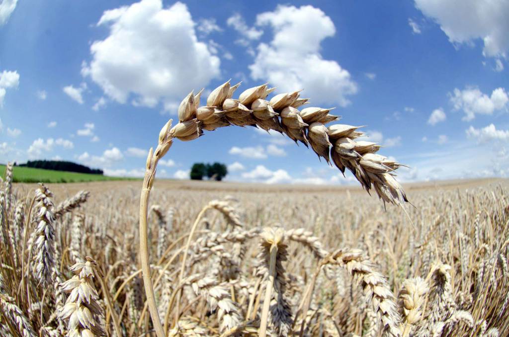 spiga_grano_sole