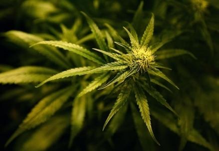 Cannabis_Pianta_R439