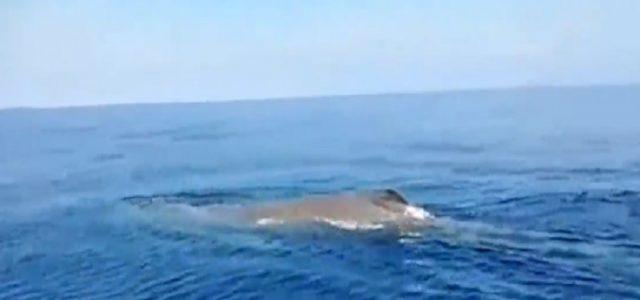 balena_calabria_video_2018