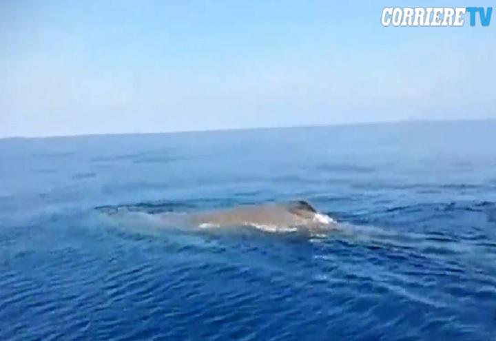 balena_calabria_video_2018