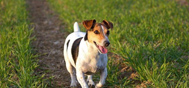 cane_jack_russel_pixabay