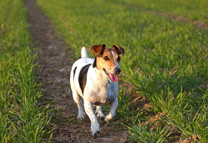 cane_jack_russel_pixabay