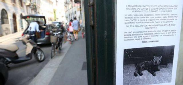 gatto_milano_2018