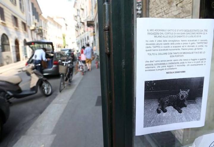 gatto_milano_2018