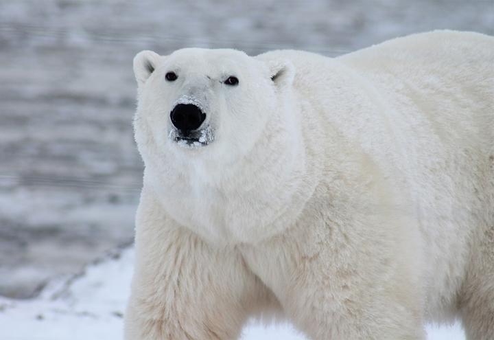 orso_polare_2_2018