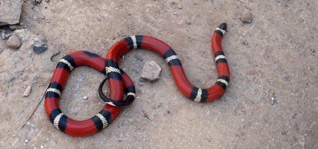 serpente